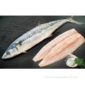 frozen pacific mackerel fillet